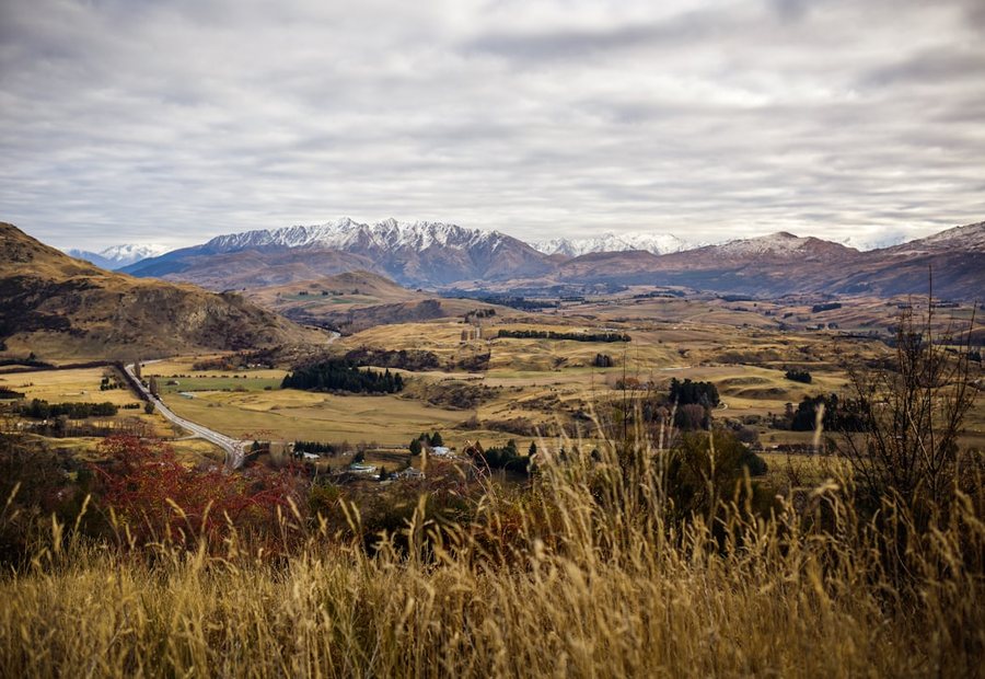 Vineyard rows in Central Otago
